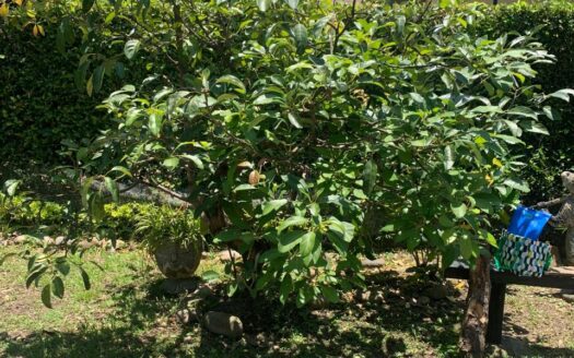 EXCELENTE CASA EN MARAVILLOSO CONJUNTO RESIDENCIAL CAMPESTRE