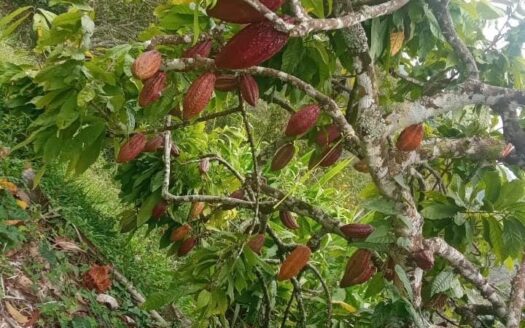 SE VENDE FINCA UBICADA EN CERRO DE LA AURORA, LEBRIJA