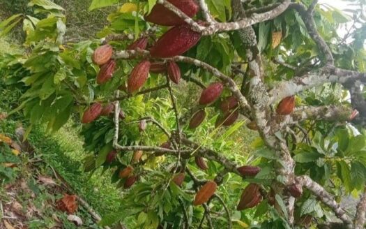 SE VENDE FINCA UBICADA EN CERRO DE LA AURORA, LEBRIJA